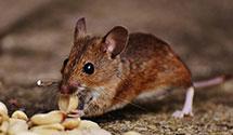 24 Hour & Emergency Exterminators in Nauvoo, AL